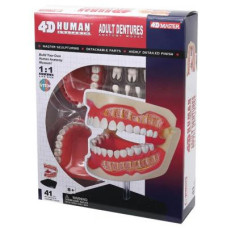 Пазл 4D Master Об'ємна анатомічна модель Зубний ряд людини (FM-626015)