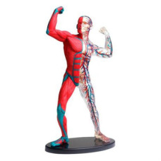 Набір для експериментів EDU-Toys Модель м'язів і скелета людини збірна, 19 см (SK056)