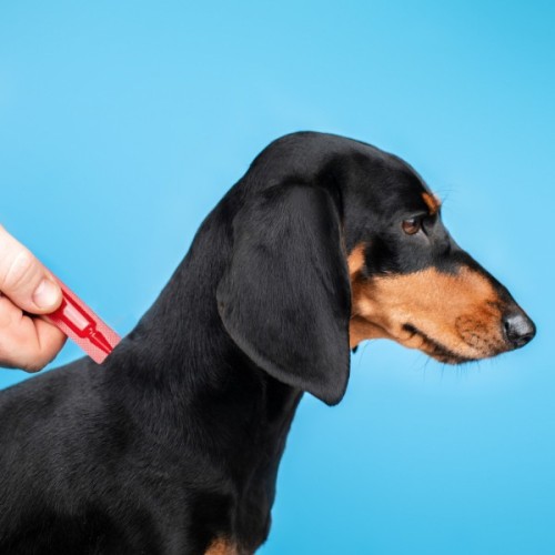 Краплі для тварин ProVET Profiline інсектоакарицид для собак 10-20 кг 1/2 мл (4823082431076)