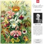 Пазл GoodLoot Imagination: Orchid Ernst Haeckel 1000 ел. (5908305247531)