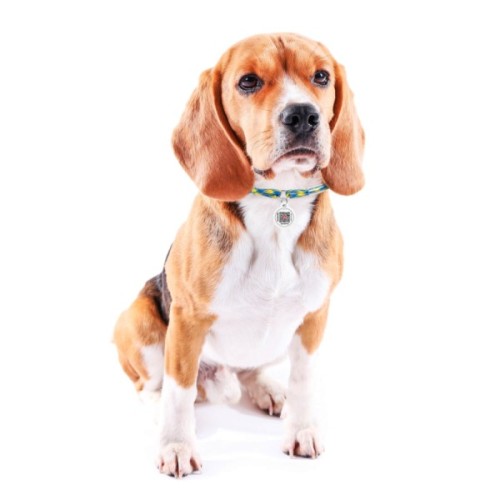 Шнурок для адресника WAUDOG Smart ID «Colors of freedom» М 42-76 см (361-4020)