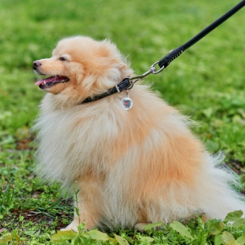 Нашийник для тварин WAUDOG Soft з QR паспортом круглий Д 8 мм Д 25-33 см чорний (22321)