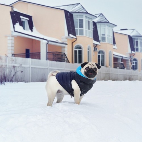 Курточка для тварин Airy Vest двостороння M 45 чорно-блакитна (1622)