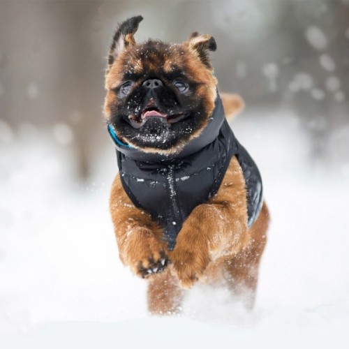 Курточка для тварин Airy Vest двостороння M 45 чорно-блакитна (1622)