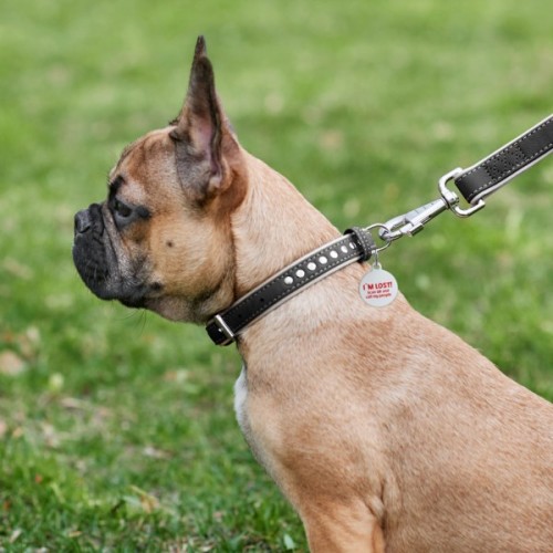 Нашийник для тварин WAUDOG Soft з QR паспортом, металеві прикраси M Ш 25 мм Д 38-49 см (7206)