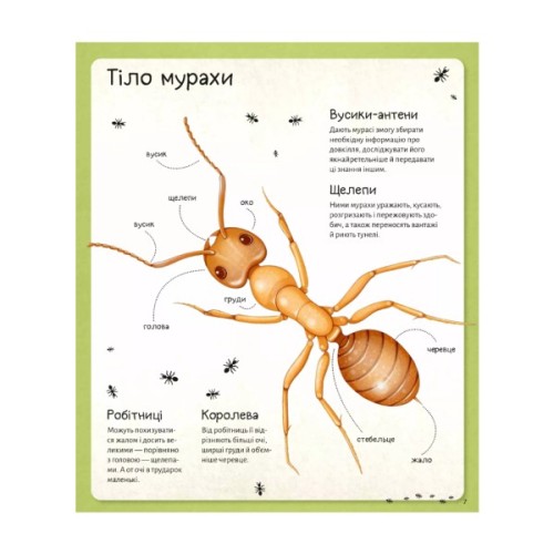 Книга Світ мурах - Штєпанка Секанінова Vivat (9786171703186)