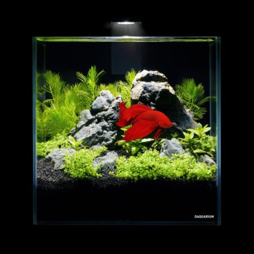 Акваріум Aqualighter набір DAQUARIUM Pico Set 170 мм 5 л (7141)
