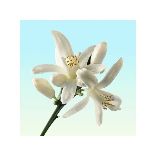 Туалетна вода Calvin Klein CK One Gold 100 мл (3614221537763)