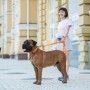 Повідець для собак Evolutor 210 см 25 мм помаранчевий (42124)