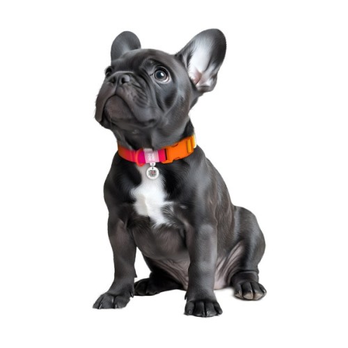 Нашийник для тварин WAUDOG Nylon Recycled з QR паспортом, градієнт, XL помаранчевий (47034)