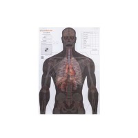 Мішень Алебарда "Анатомический силуэт" ALB-50 (566)