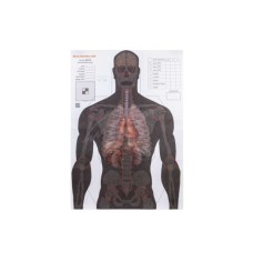 Мішень Алебарда "Анатомический силуэт" ALB-50 (566)