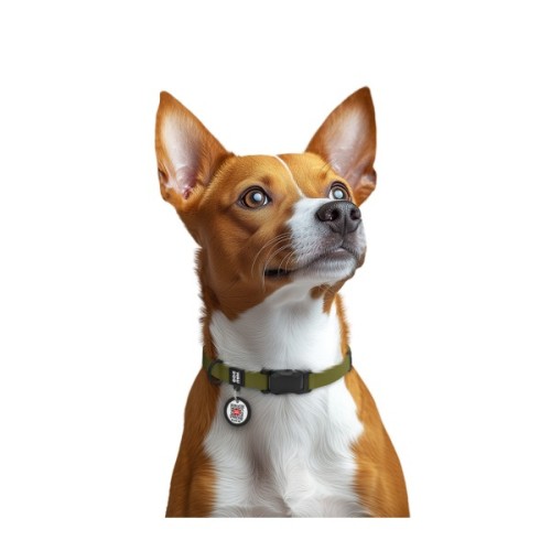 Нашийник для тварин WAUDOG Magnet c QR паспортом, магнітна пряжка-фастекс S хакі (279431)