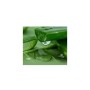 Маска для обличчя Lululun Premium Face Mask Okinawa Aloe Заспокійлива з екстрактом алое 1 шт х 5 уп (4582305069532)