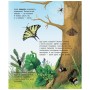 Книга Комахи. Енциклопедія дошкільника - Ю.В. Каспарова Ранок (9786170937292)