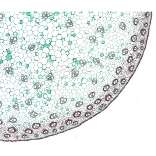 Набір мікропрепаратів Bresser високоякісних 10 шт (5984500) (931509)