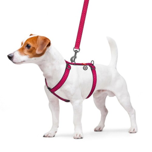 Шлея для собак WAUDOG Nylon з QR паспортом анатомічна H-подібна "Кавун" L (5562)