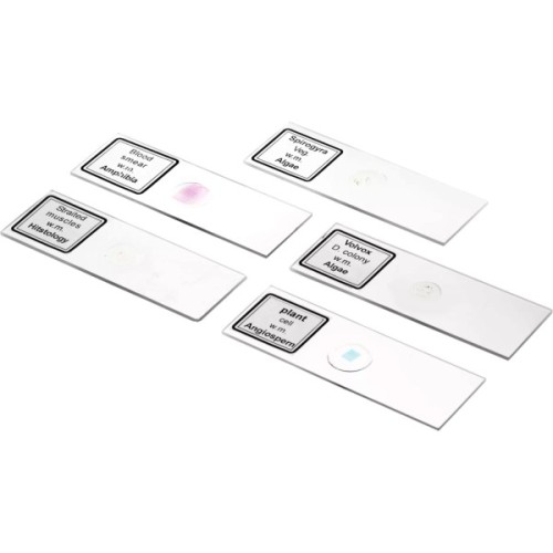 Мікроскоп Bresser Biolux DLX 20x-1280x (5014000) (931424)