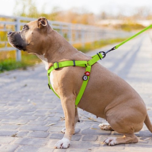 Шлея для собак WAUDOG Waterproof з QR-паспортом М Ш 20 мм Д 50-80 см салатова (27655)