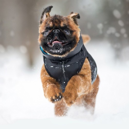 Курточка для тварин Airy Vest двостороння L 55 чорно-блакитна (1635)