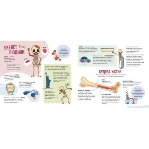 Книга Скелети і кістки. Енциклопедія з віконцями - Ганна Булгакова Ранок (9786170974938)