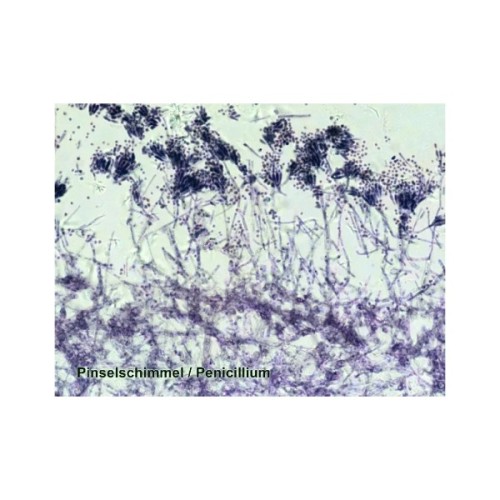 Набір мікропрепаратів Bresser 100 шт (5986003) (931508)