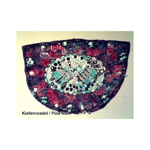 Набір мікропрепаратів Bresser 100 шт (5986003) (931508)