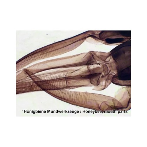 Набір мікропрепаратів Bresser 100 шт (5986003) (931508)