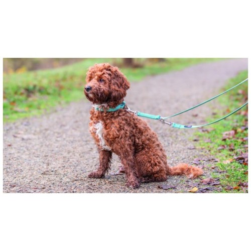 Нашийник для тварин Trixie Premium XS-S 22-35 см 10 мм аква (4053032670709)