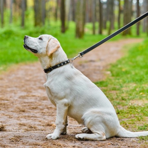 Нашийник для тварин WAUDOG Soft з QR паспортом з шипами Ш 25 мм Д 38-49 см чорний (7204)