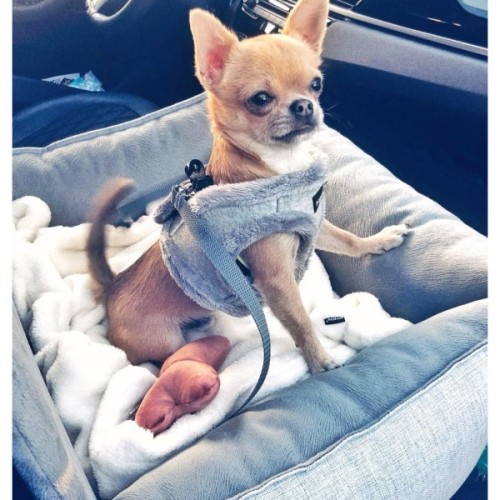 Автомобільне крісло для тварин Chloe's Home Paris M/L 65х45 см сіре (CLH1028)