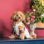 Футболка для тварин Pet Fashion Соломія XS2 (4823082440412)