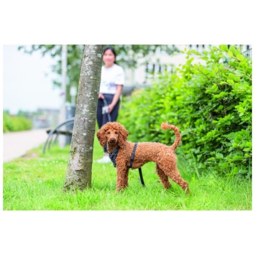 Шлея для собак Trixie CityStyle H-harness Бавовна XS–S 30–44 см 10 мм Чорна (4053032682580)