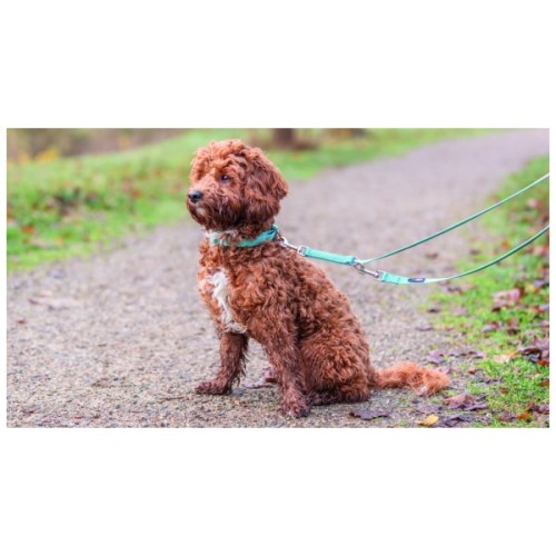 Нашийник для тварин Trixie Cavo напівзашморг M–L 43–51 см d 18 мм аква-графіт (4053032678323)