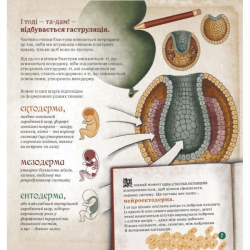 Книга Як працює людський мозок - Пабло Барречеґурен Ранок (9786170981639)