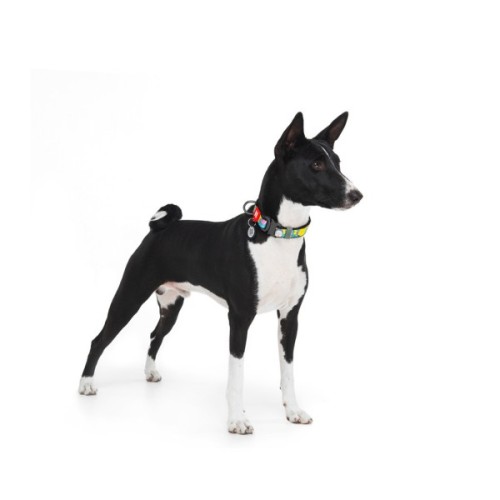 Нашийник для тварин WAUDOG Nylon з QR паспортом "Рік і Морті 1" металева пряжка-фастекс XXL (4535-0280)