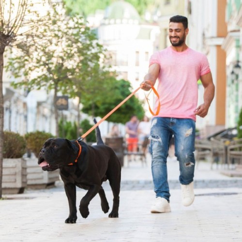 Повідець для собак Evolutor 120 см 25 мм жовтогарячий (42104)