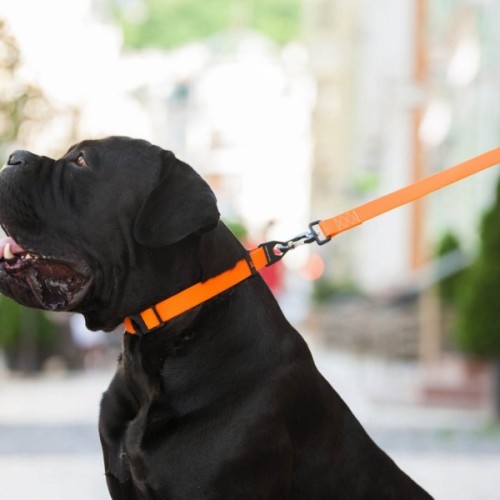 Повідець для собак Evolutor 120 см 25 мм жовтогарячий (42104)