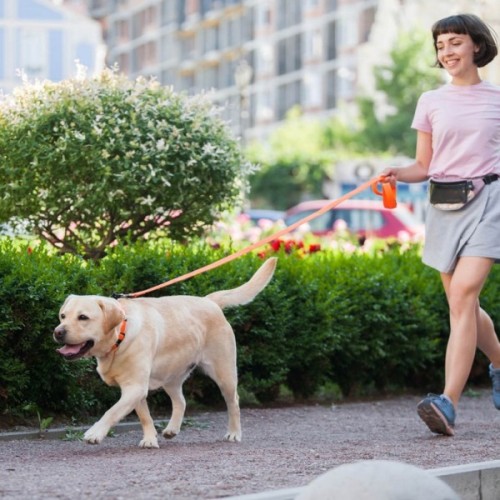 Повідець для собак Evolutor 120 см 25 мм жовтогарячий (42104)