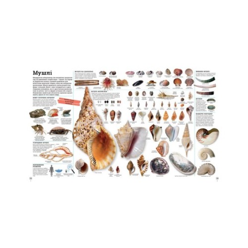 Книга Дивипедія Ранок (9786170992376)