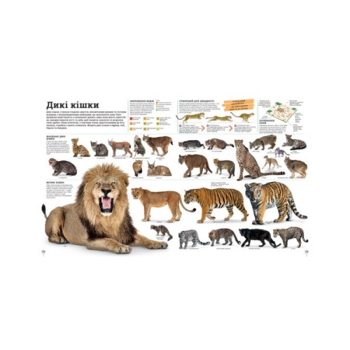 Книга Дивипедія Ранок (9786170992376)