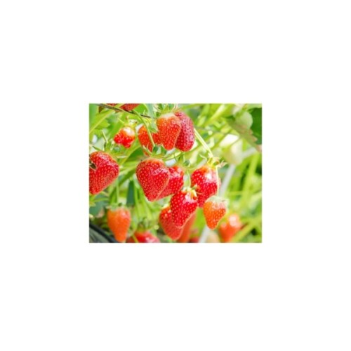 Маска для обличчя Lululun Tochigi Strawberry Sheet Mask 7 шт (4582305065893)