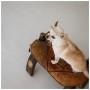Кепка для тварин Pet Fashion Gold XS (4823082446063)