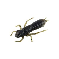 Силікон рибальський FishUP Dragonfly 1.7" 043 - Watermelon Brown/Black (8шт/уп) (1864.04.93)