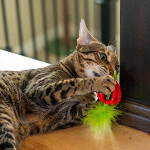 Іграшка для котів Catstages Полуничка для жування з ароматом полуниці (0700603720953)