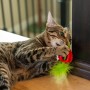 Іграшка для котів Catstages Полуничка для жування з ароматом полуниці (0700603720953)