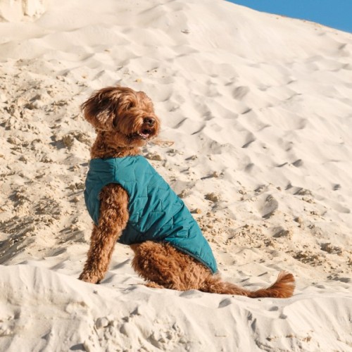Жилет для тварин Pet Fashion E.Vest морська хвиля M (4823082424153)