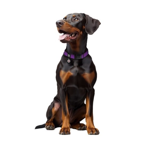 Нашийник для тварин WAUDOG Magnet c QR паспортом, магнітна пряжка-фастекс L фіолетовий (27969)