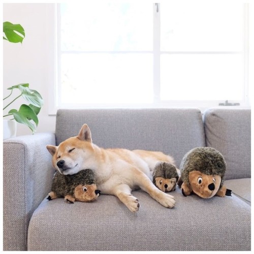 Іграшка для собак Outward Hound Hedgehogz Їжачок Small (0700603320245)