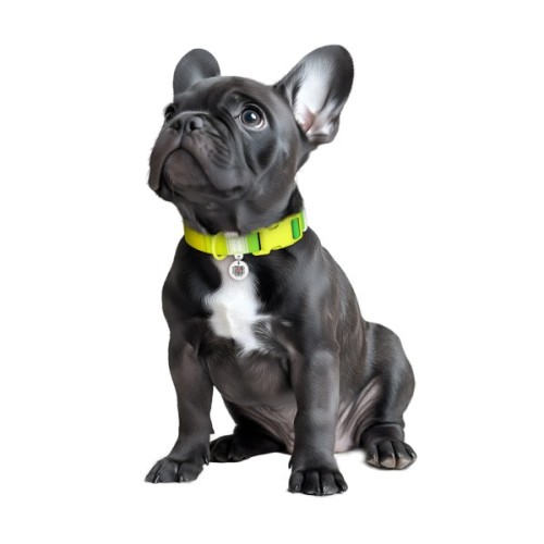 Нашийник для тварин WAUDOG Nylon Recycled з QR паспортом, градієнт, M салатовий (47015)